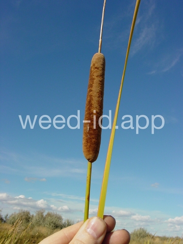 cattail, narrowleaf